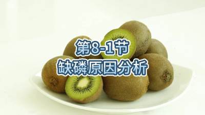 第8-1节-缺磷原因分析