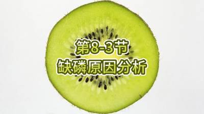 第8-3节-缺磷原因分析