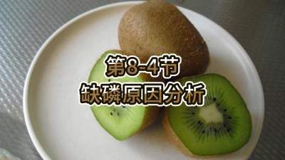 第8-4节-缺磷原因分析