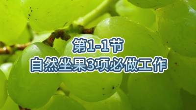 第1-1节-自然坐果3项必做工作