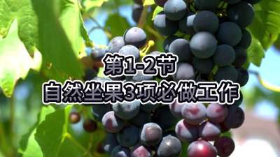 第1-2节-自然坐果3项必做工作