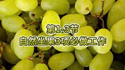 第1-3节-自然坐果3项必做工作