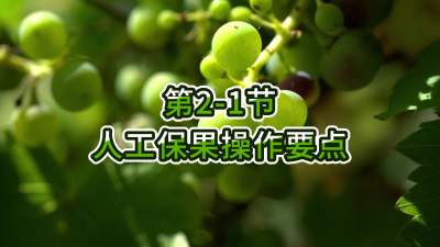第2-1节-人工保果操作要点