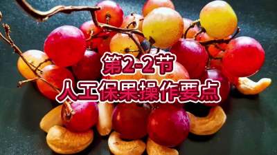 第2-2节-人工保果操作要点