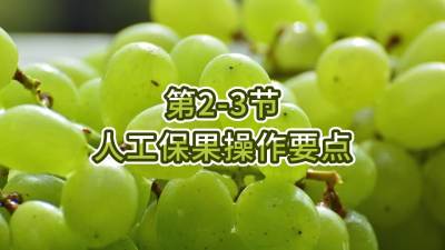 第2-3节-人工保果操作要点