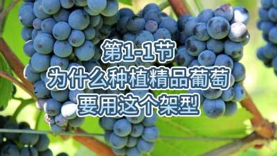 第1-1节-为什么种植精品葡萄要用这个架型