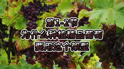 第1-2节-为什么种植精品葡萄要用这个架型