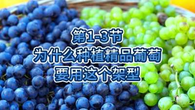 第1-3节-为什么种植精品葡萄要用这个架型