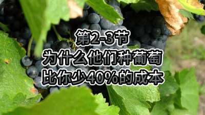 第2-3节-为什么他们种葡萄比你少40%的成本