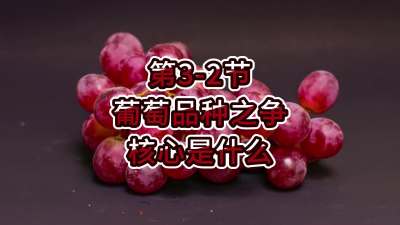 第3-2节-葡萄品种之争，核心是什么