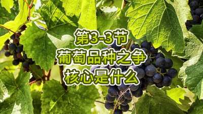 第3-3节-葡萄品种之争，核心是什么