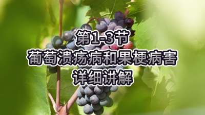 第1-3节-葡萄溃疡病和果梗病害详细讲解