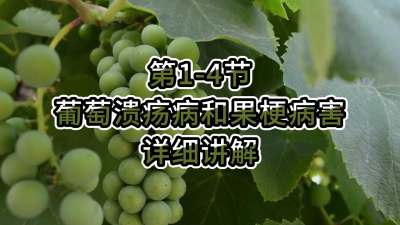 第1-4节-葡萄溃疡病和果梗病害详细讲解