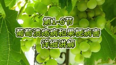 第1-6节-葡萄溃疡病和果梗病害详细讲解