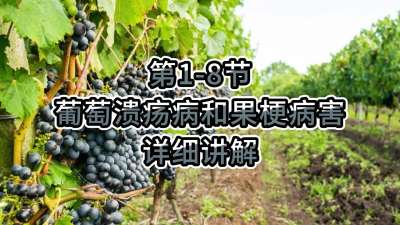 第1-8节-葡萄溃疡病和果梗病害详细讲解