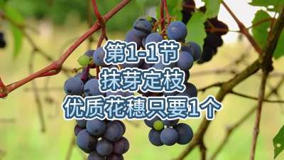 第1-1节-抹芽定枝，优质花穗只要1个