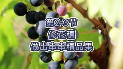 第2-3节-修花穗，做出串串精品果