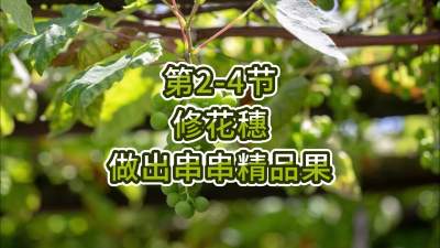 第2-4节-修花穗，做出串串精品果