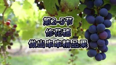 第2-5节-修花穗，做出串串精品果