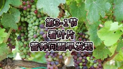 第3-1节-看叶片，营养问题早发现