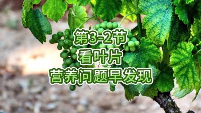 第3-2节-看叶片，营养问题早发现