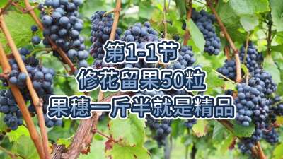 第1节-修花留果50粒，果穗一斤半就是精品