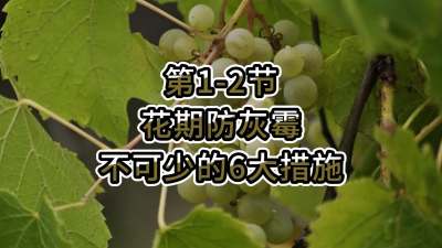 第1-2节-花期防灰霉，不可少的6大措施