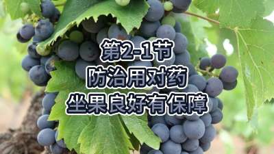 第2-1节-防治用对药，坐果良好有保障