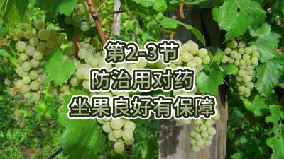 第2-3节-防治用对药，坐果良好有保障
