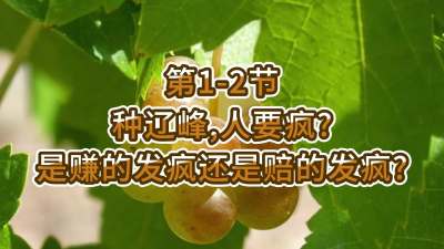 第1-2节-种辽峰，人要疯？是赚的发疯还是赔的发疯？