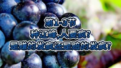 第1-3节-种辽峰，人要疯？是赚的发疯还是赔的发疯？