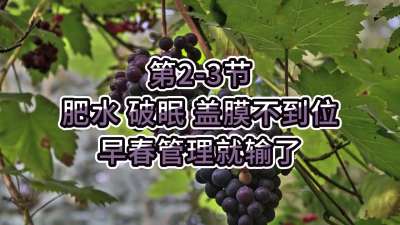 第2-3节-肥水、破眠、盖膜不到位，早春管理就输了