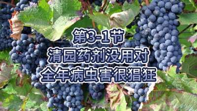 第3-1节-清园药剂没用对，全年病虫害很猖狂