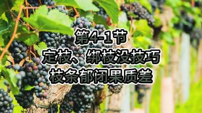 第4-1节-定枝、绑枝没技巧，枝条郁闭果质差