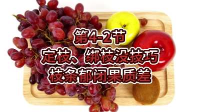 第4-2节-定枝、绑枝没技巧，枝条郁闭果质差