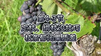 第4-3节-定枝、绑枝没技巧，枝条郁闭果质差