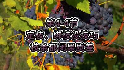 第4-4节-定枝、绑枝没技巧，枝条郁闭果质差