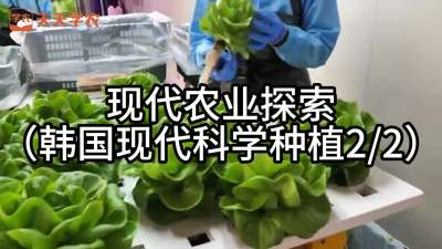 《农业探索-韩国现代设施农业-下集》韩国通过现代科技手段种植出来的新鲜蔬菜的全过程。