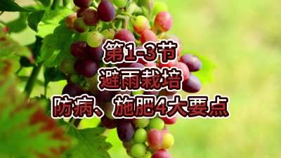 第1-3节-避雨栽培-防病、施肥4大要点