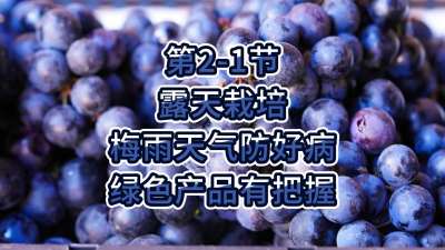 第2-1节-露天栽培-梅雨天气防好病，绿色产品有把握