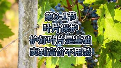 第3-1节-叶片保护-护好叶片是基础，卖到高价不用愁