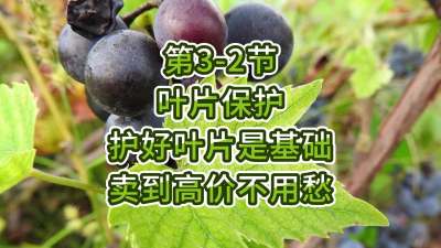 第3-2节-叶片保护-护好叶片是基础，卖到高价不用愁