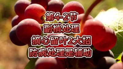 第4-2节-副梢处理-摘心留叶2大招，防病处理是辅助