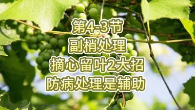 第4-3节-副梢处理-摘心留叶2大招，防病处理是辅助
