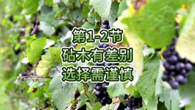 第1-2节-砧木有差别，选择需谨慎