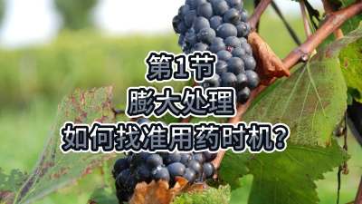 第1节-膨大处理，如何找准用药时机？