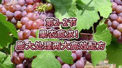 第2-2节-果农疯求！膨大处理两大高效配方