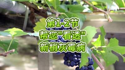 第1-2节-帮您&ldquo;看透&rdquo;新梢灰霉病