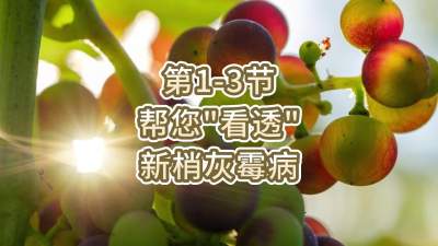 第1-3节-帮您&ldquo;看透&rdquo;新梢灰霉病