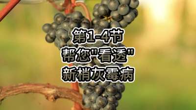 第1-4节-帮您&ldquo;看透&rdquo;新梢灰霉病